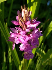 Dactylorhiza praetermissa junialis