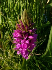 Dactylorhiza praetermissa junialis