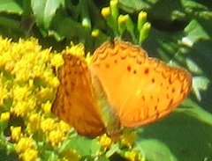 Phalanta eurytis eurytis