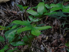 Lygodium circinnatum