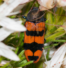 Castiarina crenata