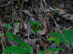 Tacca palmata