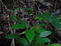 Tacca palmata