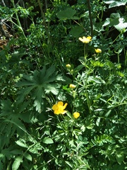 Ranunculus oreophytus