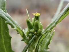 Senecio glossanthus