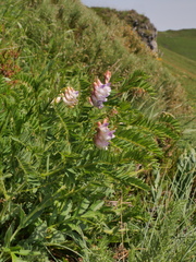 Vicia orobus