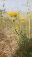 Pentanema montanum