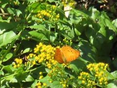 Phalanta eurytis eurytis