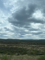 Rhododendron parvifolium