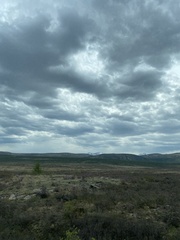 Rhododendron parvifolium