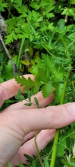 Ligusticum apiifolium