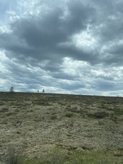 Rhododendron parvifolium