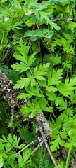 Ligusticum apiifolium