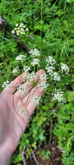 Ligusticum apiifolium