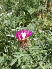 Psephellus daghestanicus