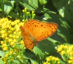 Phalanta eurytis eurytis