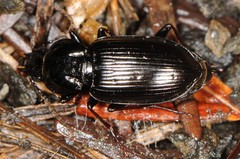 Pterostichus mutus