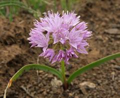 Allium lemmonii