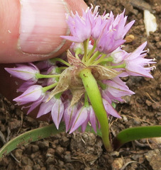 Allium lemmonii