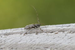Leiopus femoratus