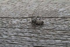 Leiopus femoratus