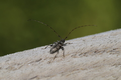 Leiopus femoratus
