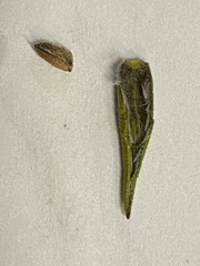 Amphithalea cymbifolia