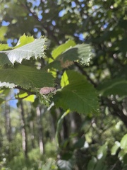 Trichalophus alternatus