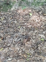 Mesocricetus auratus