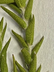 Amphithalea cymbifolia
