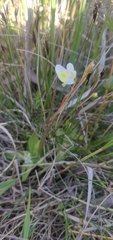 Pinguicula alpina