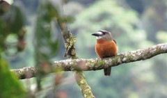 Hapaloptila castanea