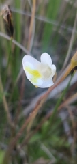 Pinguicula alpina