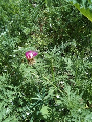 Psephellus daghestanicus