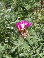 Psephellus daghestanicus