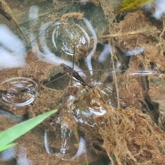Limnometra