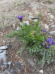 Oxytropis leucotricha