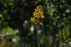 Ligularia glauca