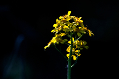 Ligularia glauca