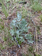 Oxytropis nitens