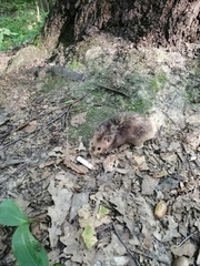 Mesocricetus auratus