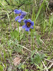Pulsatilla ambigua