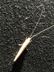 Nectopsyche exquisita