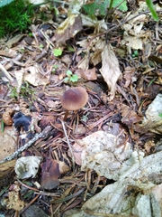 Mycena viridimarginata