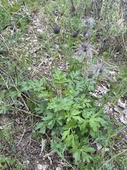 Pulsatilla ambigua