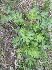 Pulsatilla ambigua