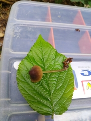 Mycena viridimarginata