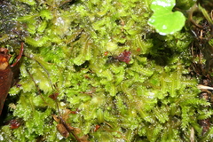 Saccogyna viticulosa