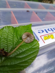 Mycena viridimarginata