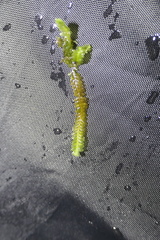 Saccogyna viticulosa